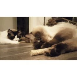 Addicted Lollipop -Dierenwinkel 261702