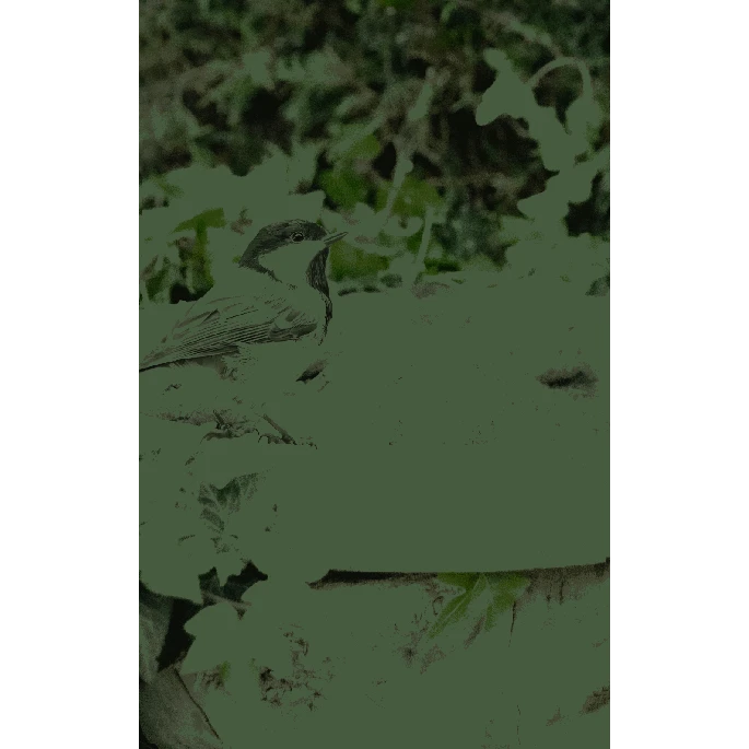 Feather World Zaden Mezenbol Incl. Net (groen) 6 St 6 Feather World Zaden Mezenbol Incl. Net (groen) 6 St - Afbeelding 4