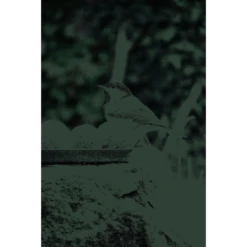 Feather World Insecten Mezenbol Incl. Net (rood) 6 St -Dierenwinkel 269546