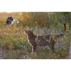 Wild Life Cat Libelle 7 Wild Life Cat Libelle -Dierenwinkel 271680