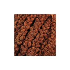 Trosgierst Chinese Rood 8 Inch